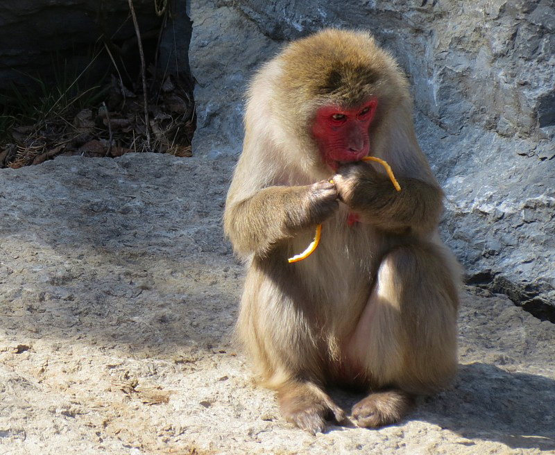 macaque  l'orange