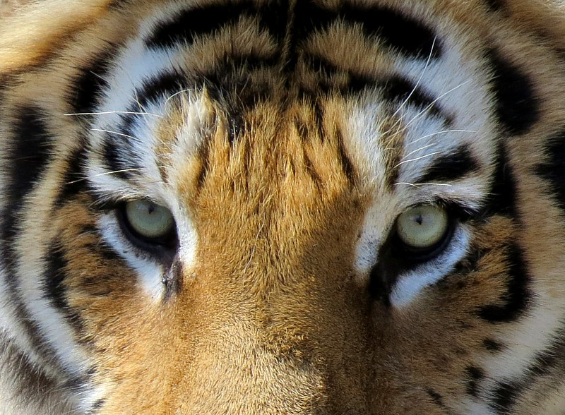 Les yeux du tigre