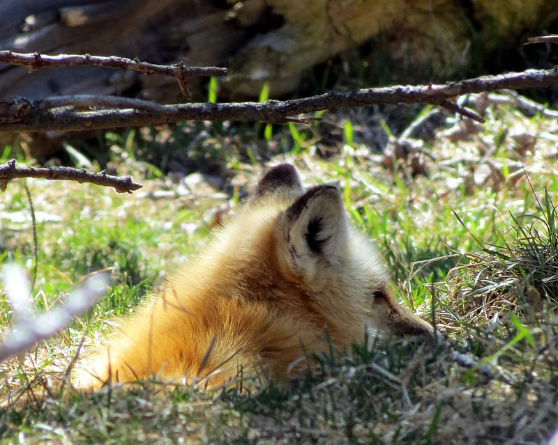 Les oreilles du renard roux