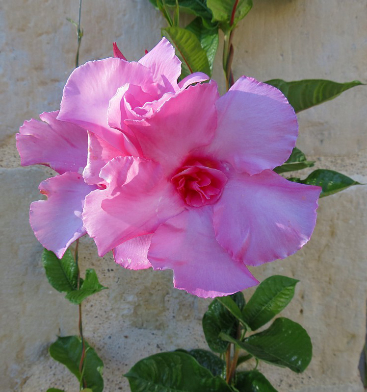 Rose rose