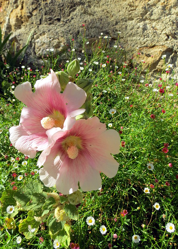 fleurs roses au pied des murailles.