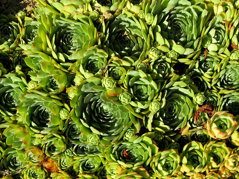 choux de muraille