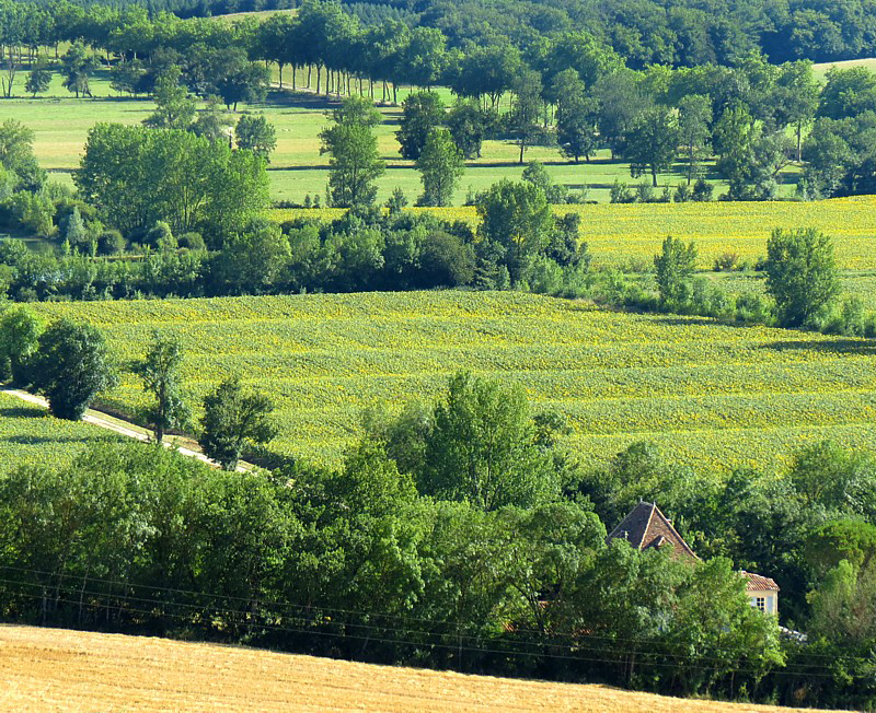 champs de tournesols