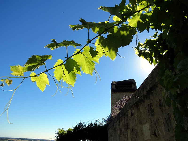 Branche de vigne