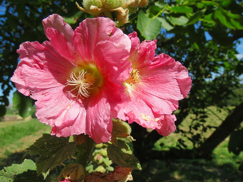 en fleur dans le jardin