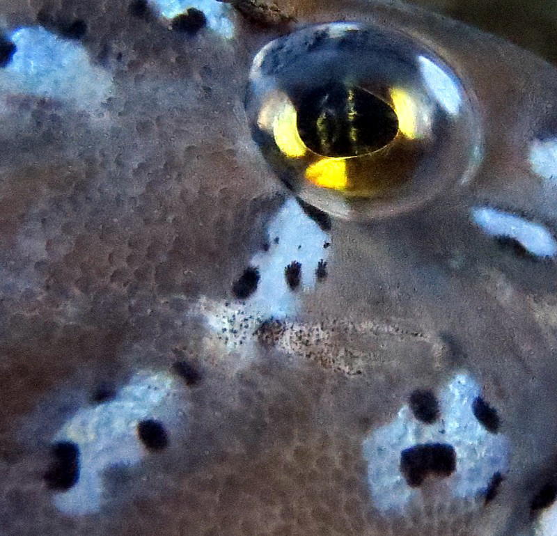 L'oeil jaune du poisson