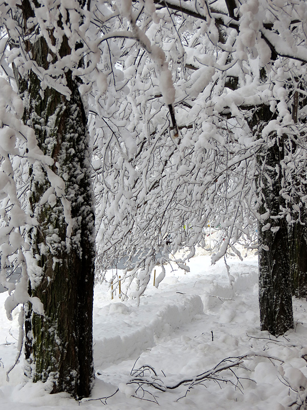 tissu de neige entre les arbres