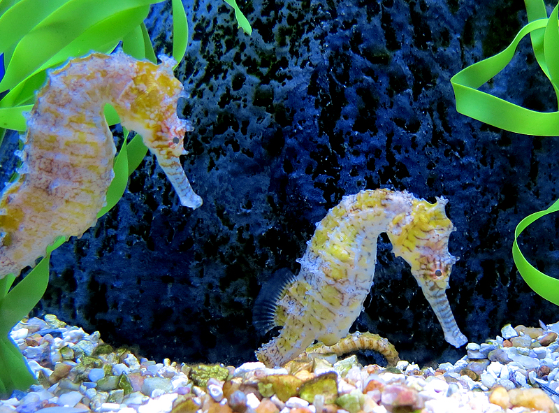 Couple dhippocampes