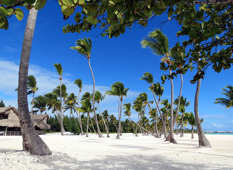 Cocotiers sur sable blanc