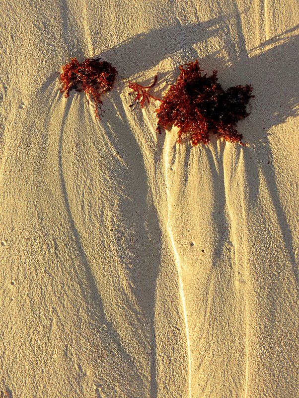 algues brunes sur sable fin