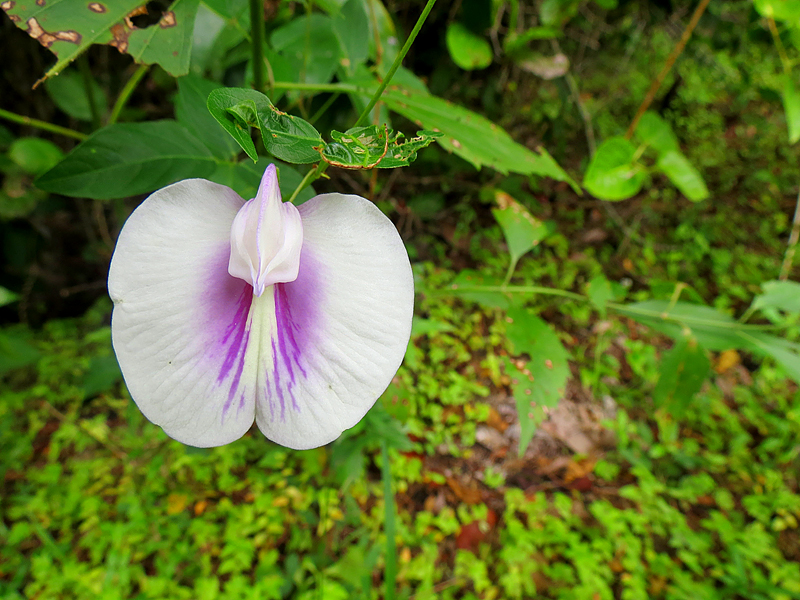 orchidée de la jungle