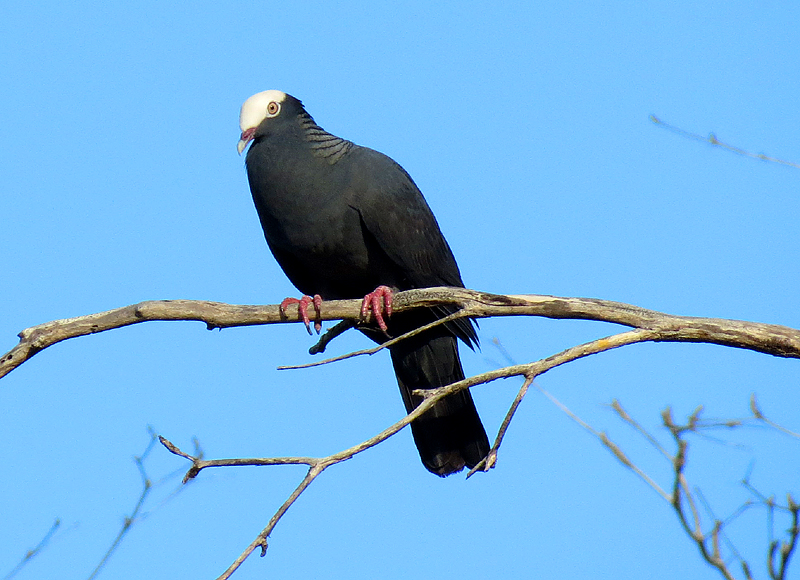 pigeon  crane blanc