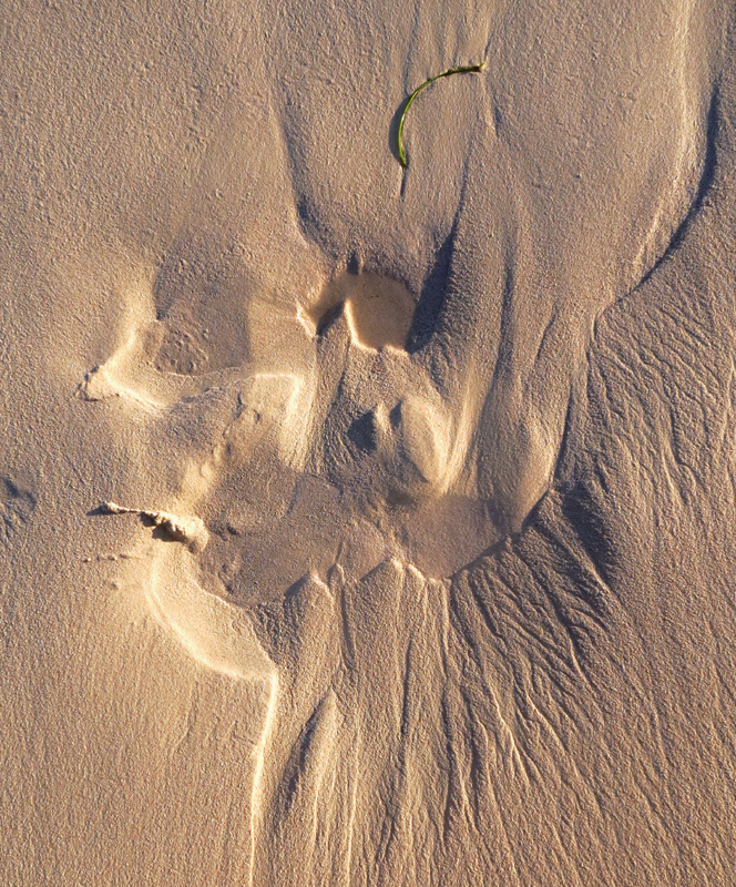 Hurlement du monstre de sable