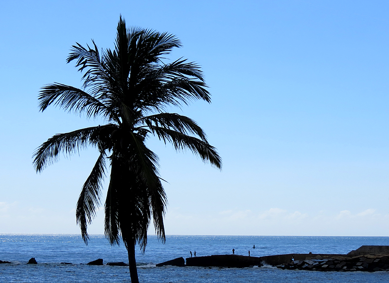 palmier sur mer