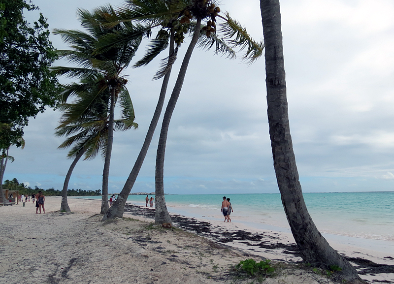 couple entre les cocotiers