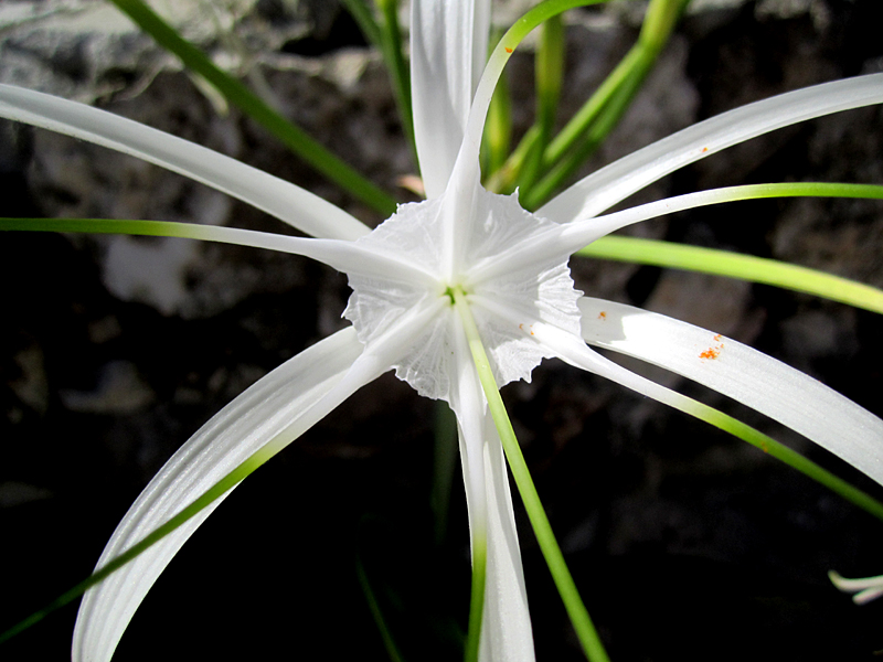 fleur blanche