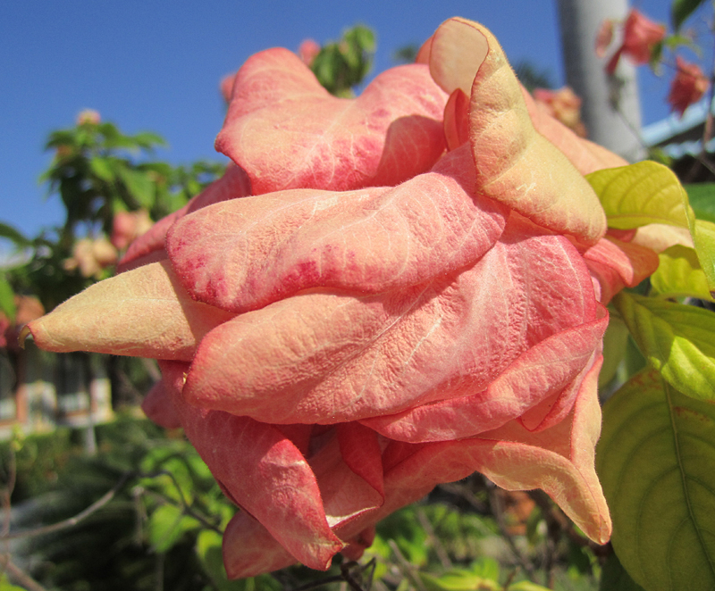 boule de ptales roses