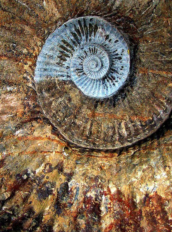 Ammonite vs  ammonite