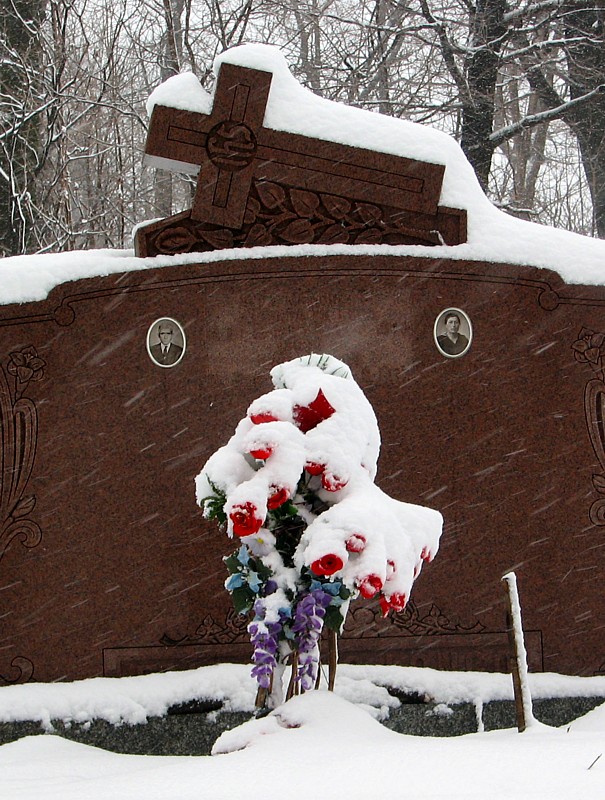 Les roses dans la neige