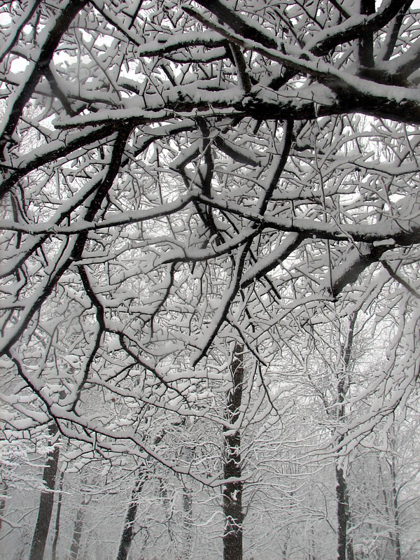 les arbres de neige
