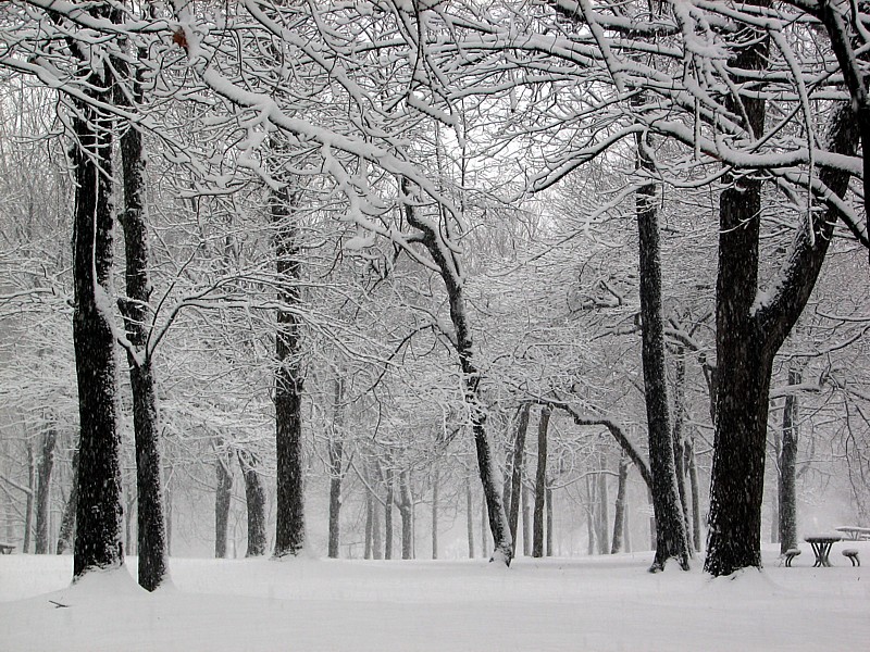 sur le Mont-Royal