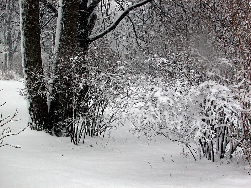 Le bosquet enneig