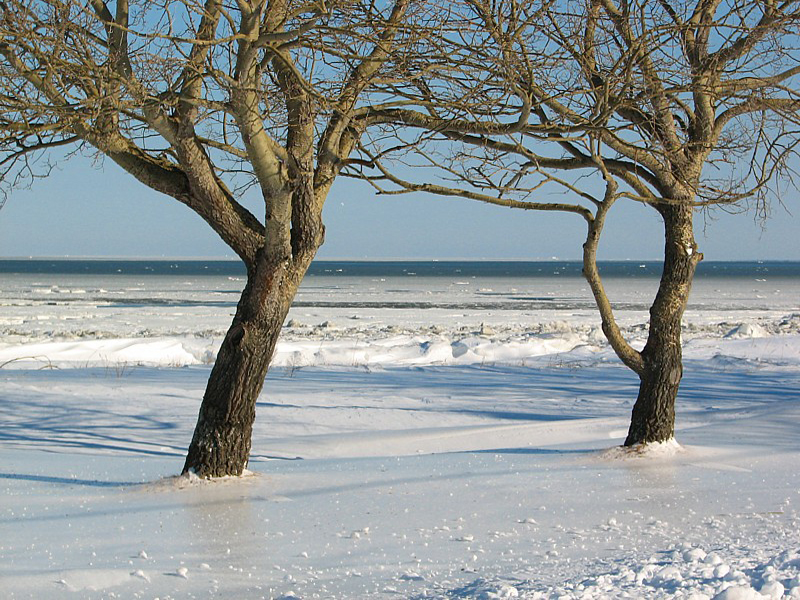 deux arbres sur le bord du fleuve