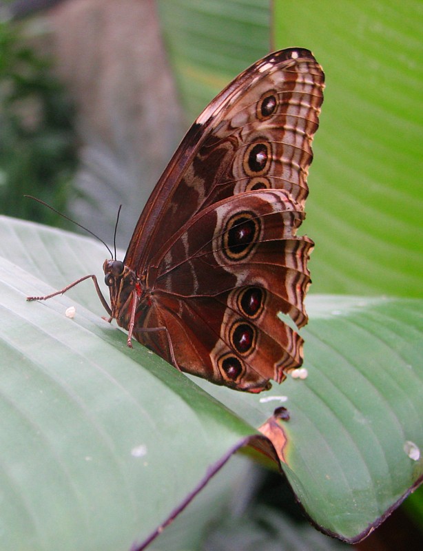 morpho