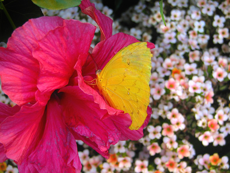 fleurs roses et papillon jaune