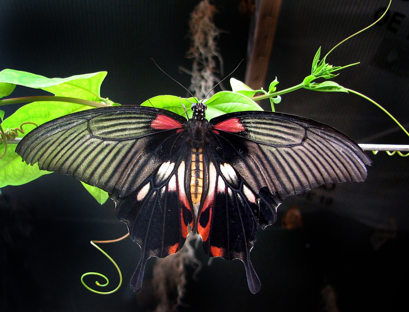 le papillon masqu du plafond