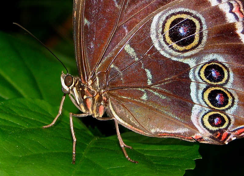 les quatres yeux du morpho