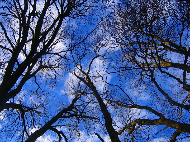 arbres sur fond de ciel bleu