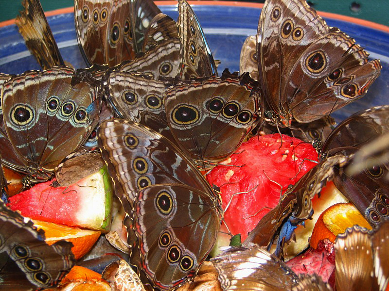 cafeteria des papillons