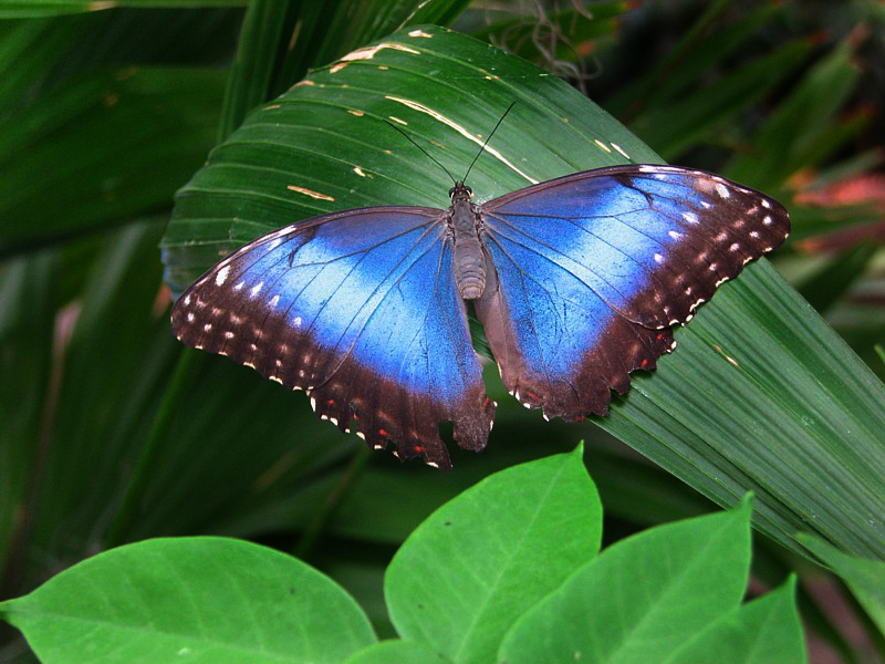 le morpho , ailes ouvertes