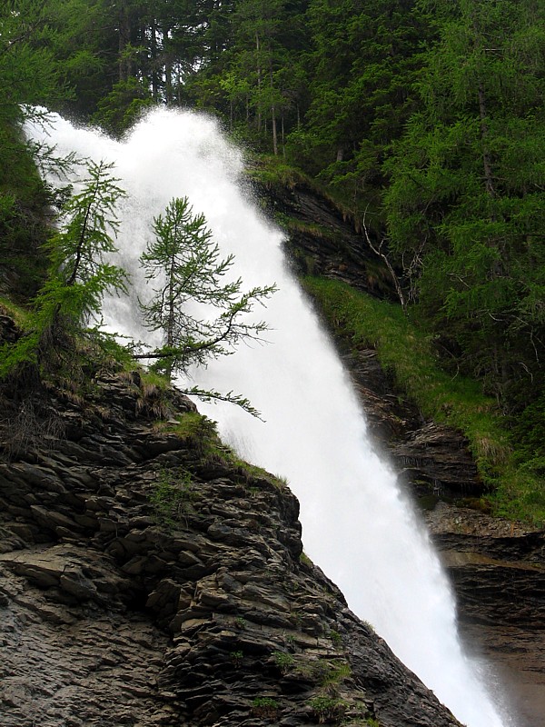 chute et sapins