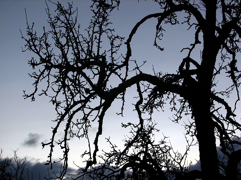 l'arbre sorcier