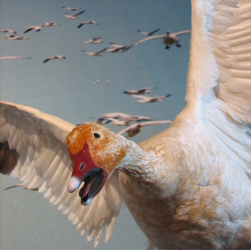 Cap Tourmente , le musée animalier