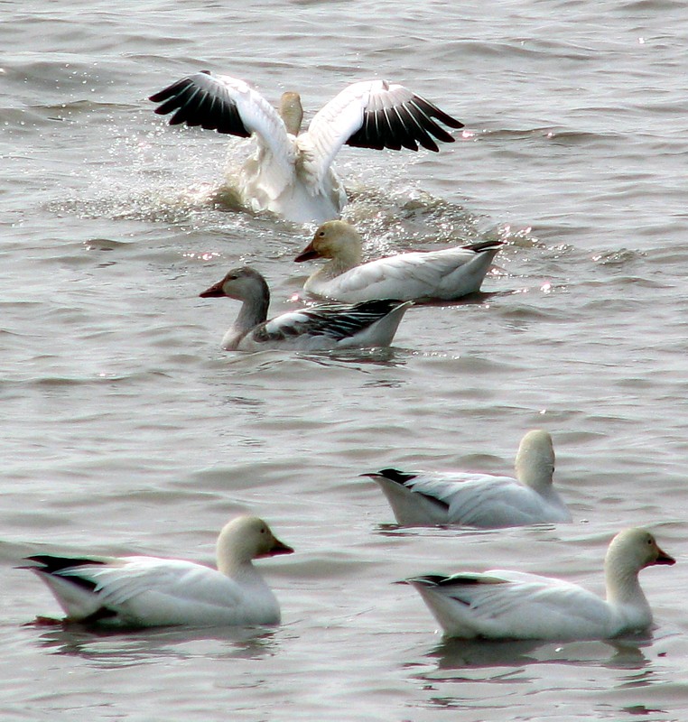 à leau