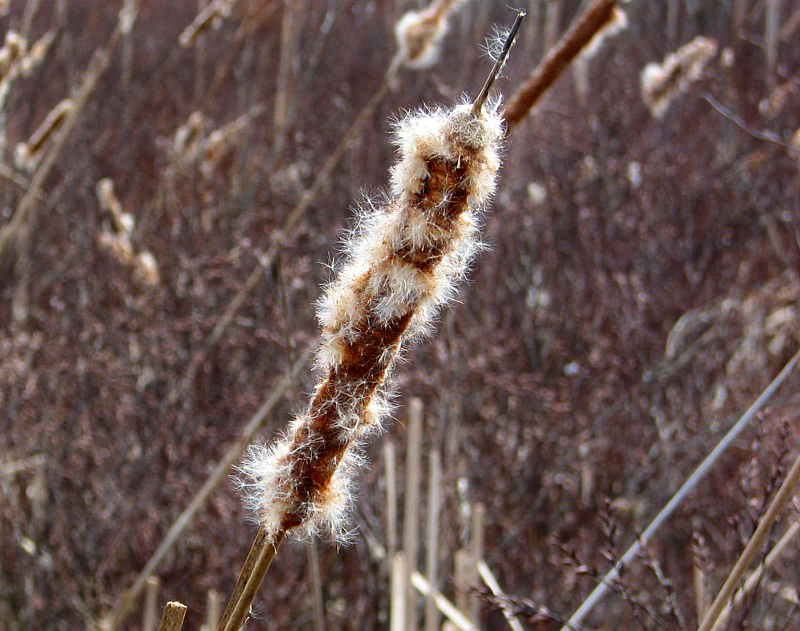 la quenouille après l'hiver