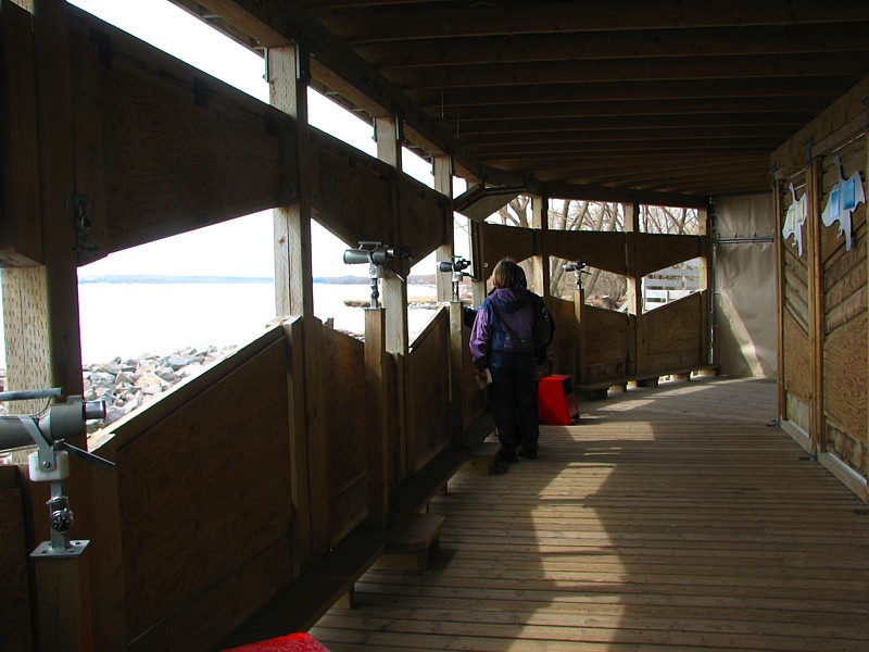 l'Observatoire des oies blanches