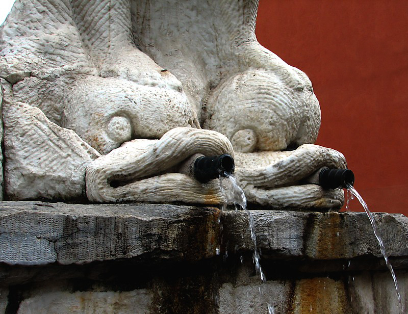 Pieds de dauphins