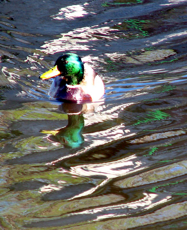 canard miroir