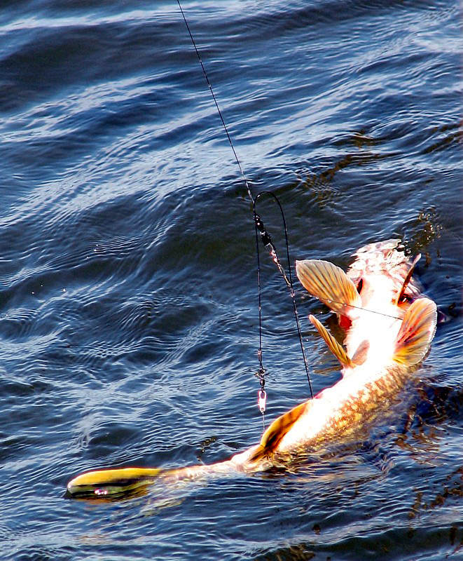 la pche au brochet