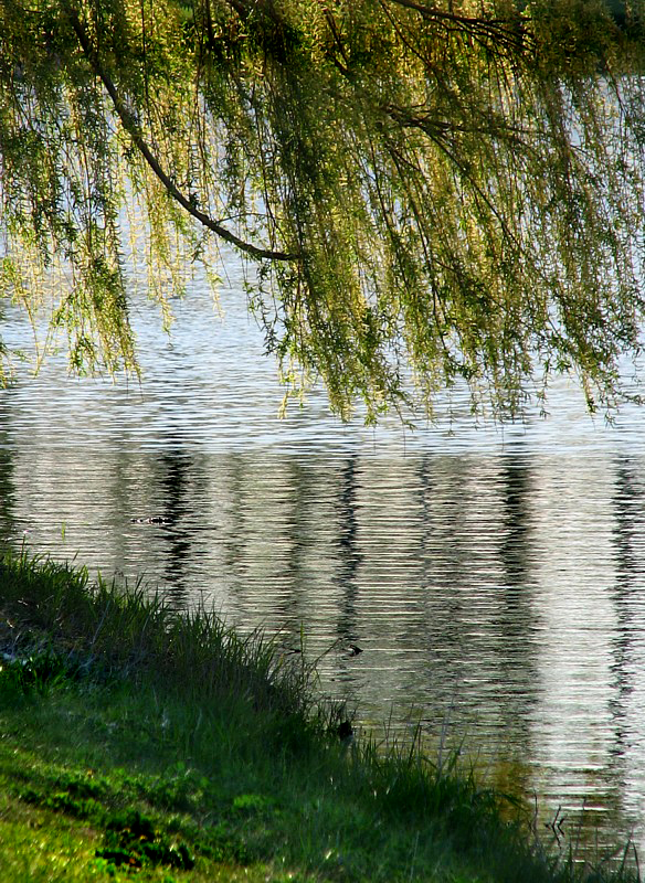 le saule du canal Lachine