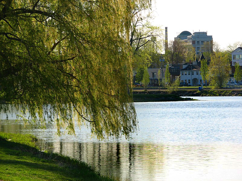 saule pleureur sur le canal
