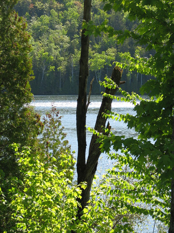 la troue des bois