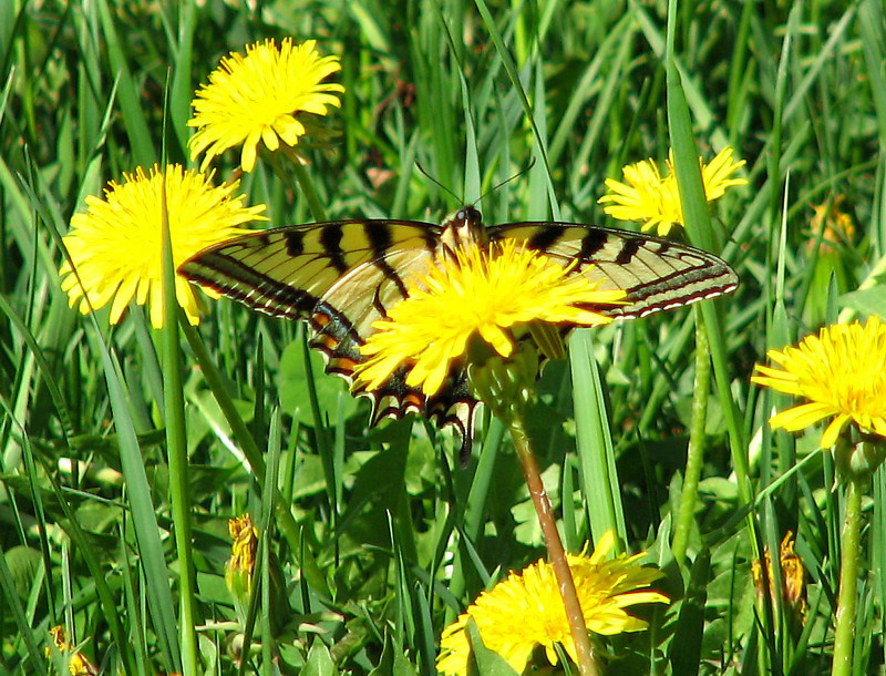 L'heure du papillon