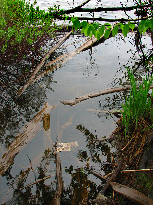 au bord de l'eau