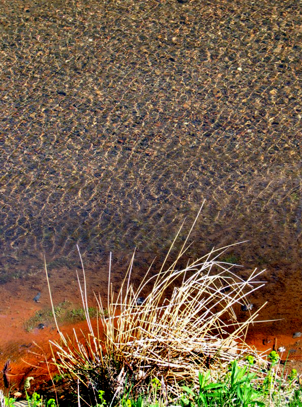 feuilles et eau trouble