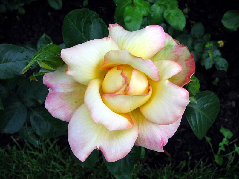 rose hybride du th